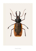 Beetle 'Macrodontia cervicornis' - Hagedornhagen Poster