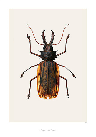 Beetle 'Macrodontia cervicornis' - Hagedornhagen Poster