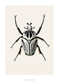 Beetle 'Goliathus orientalis' - Hagedornhagen Poster