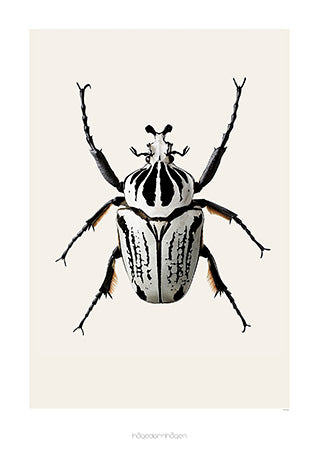 Beetle 'Goliathus orientalis' - Hagedornhagen Poster