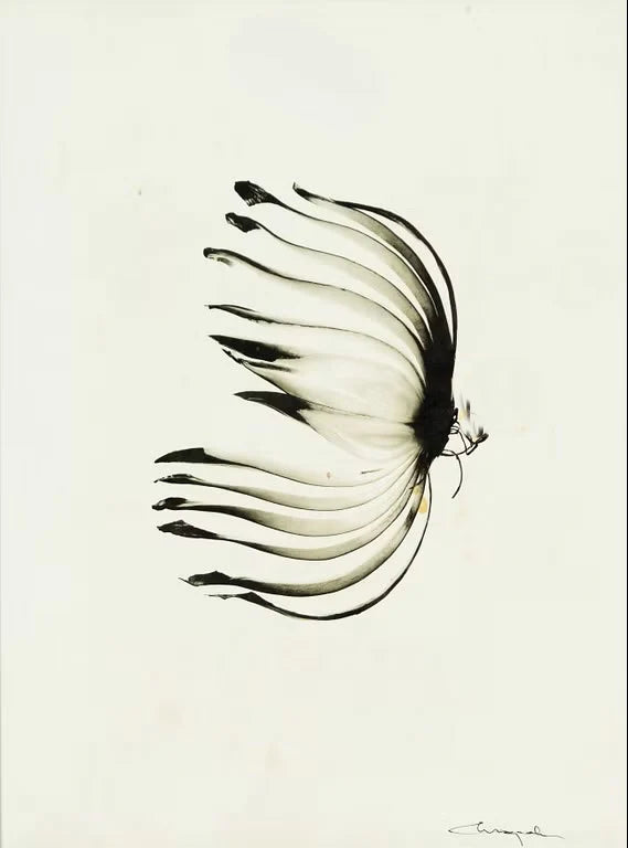 Ingvar Eriksson - Rödlök (Monochrome pigment print)