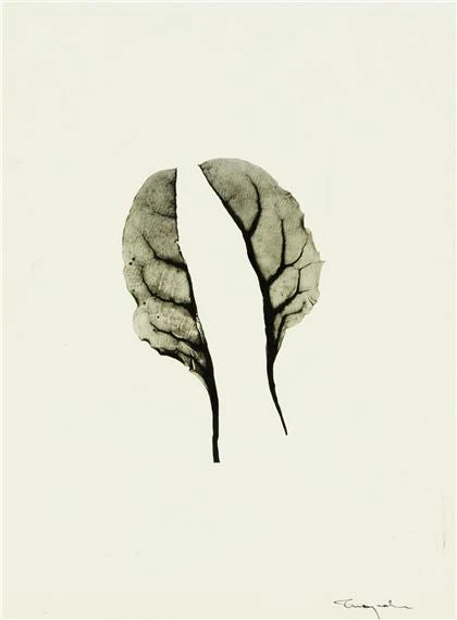 Ingvar Eriksson - Mangold (Monochrome pigment print)